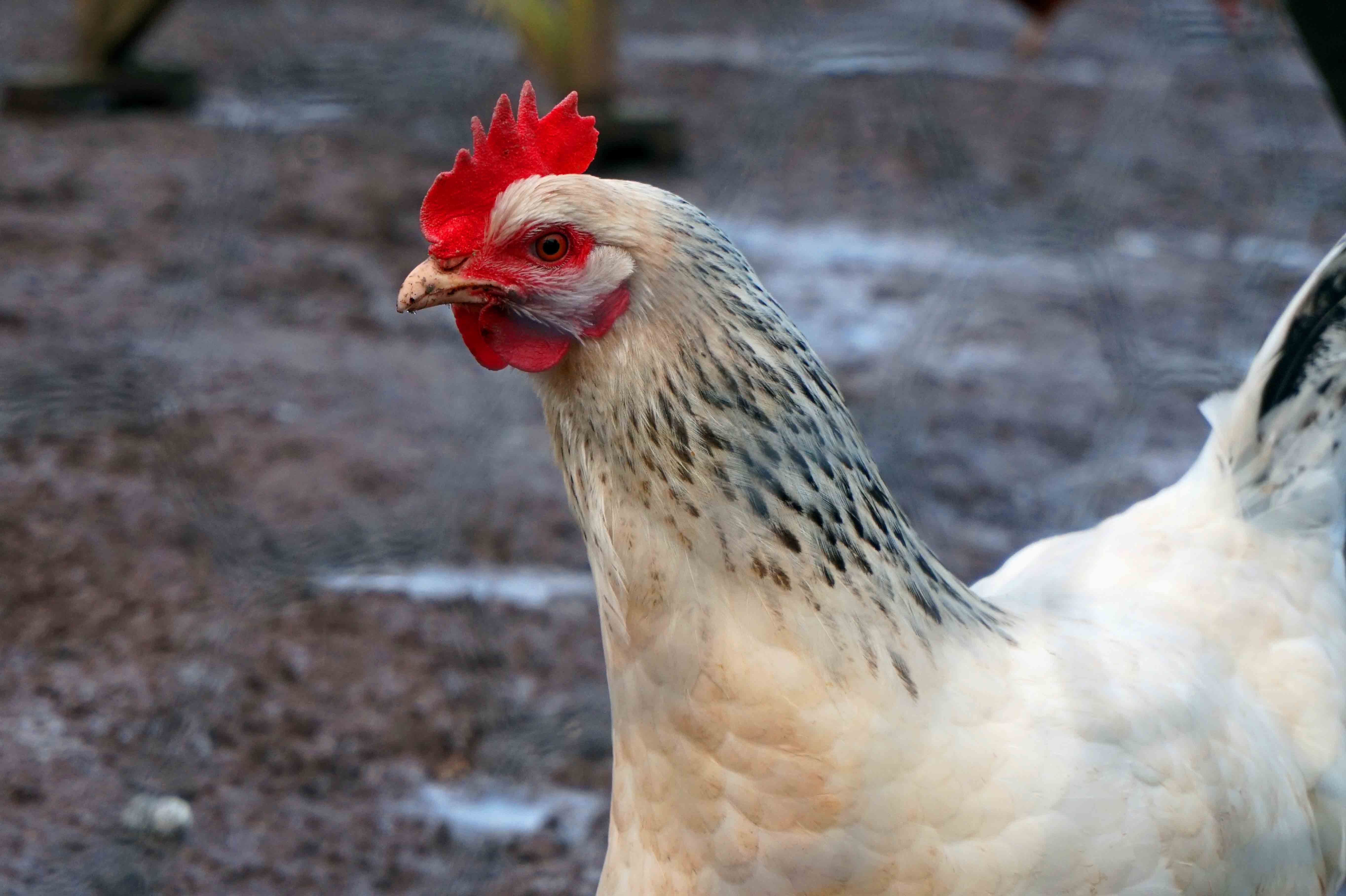 Llangoed Hall Hotel Grounds