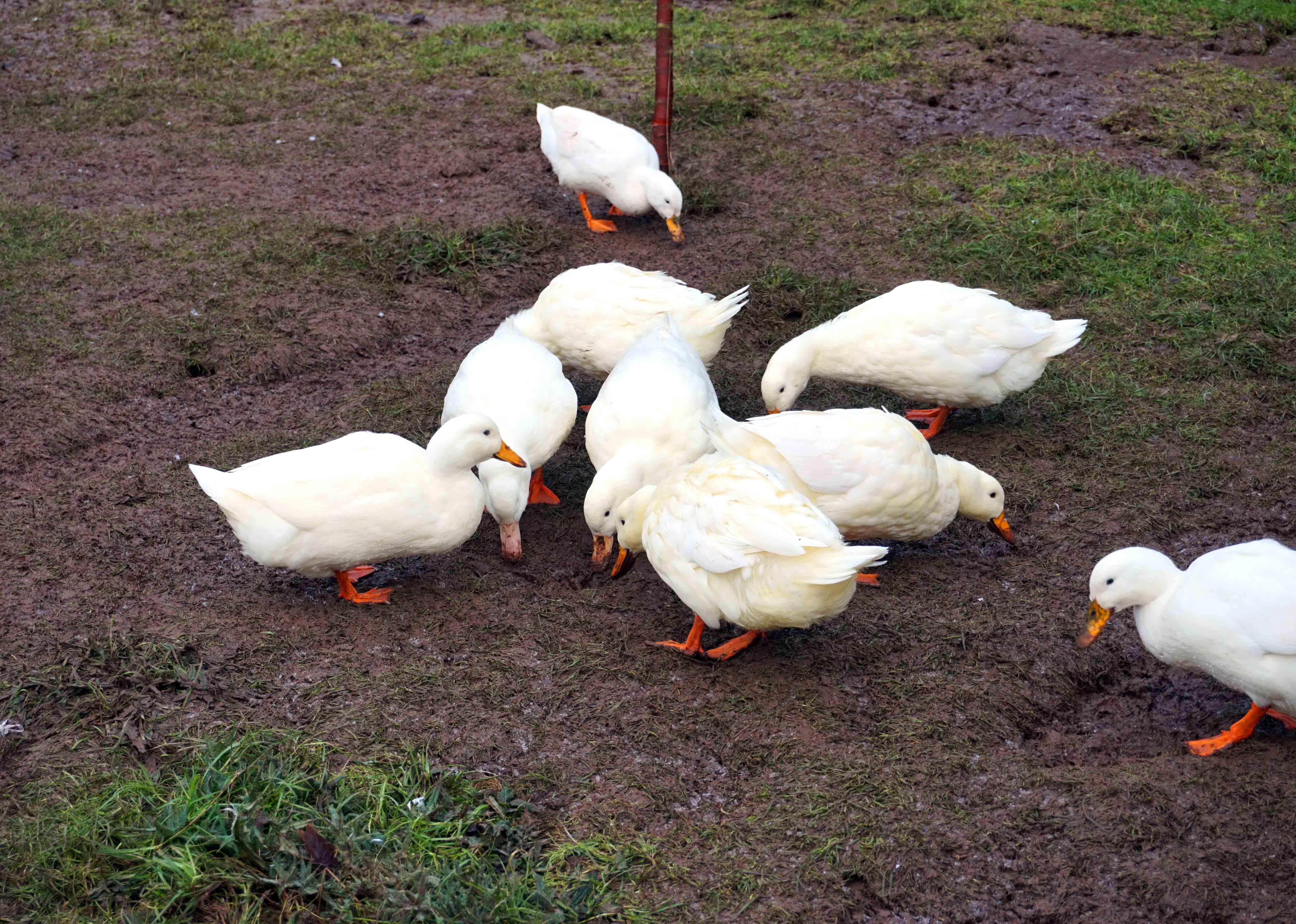 Llangoed Hall Hotel Grounds
