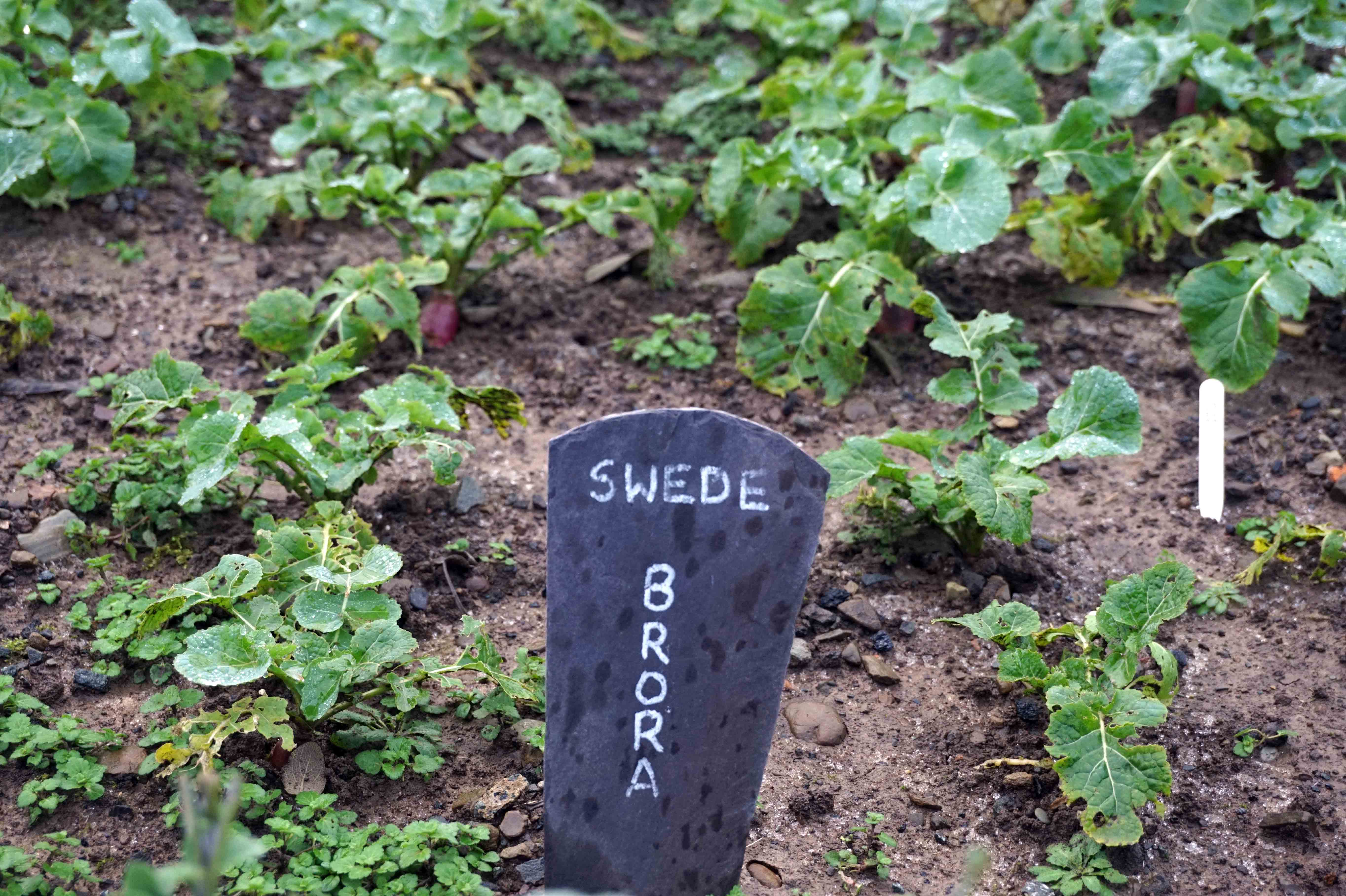 Llangoed Hall Herb Garden