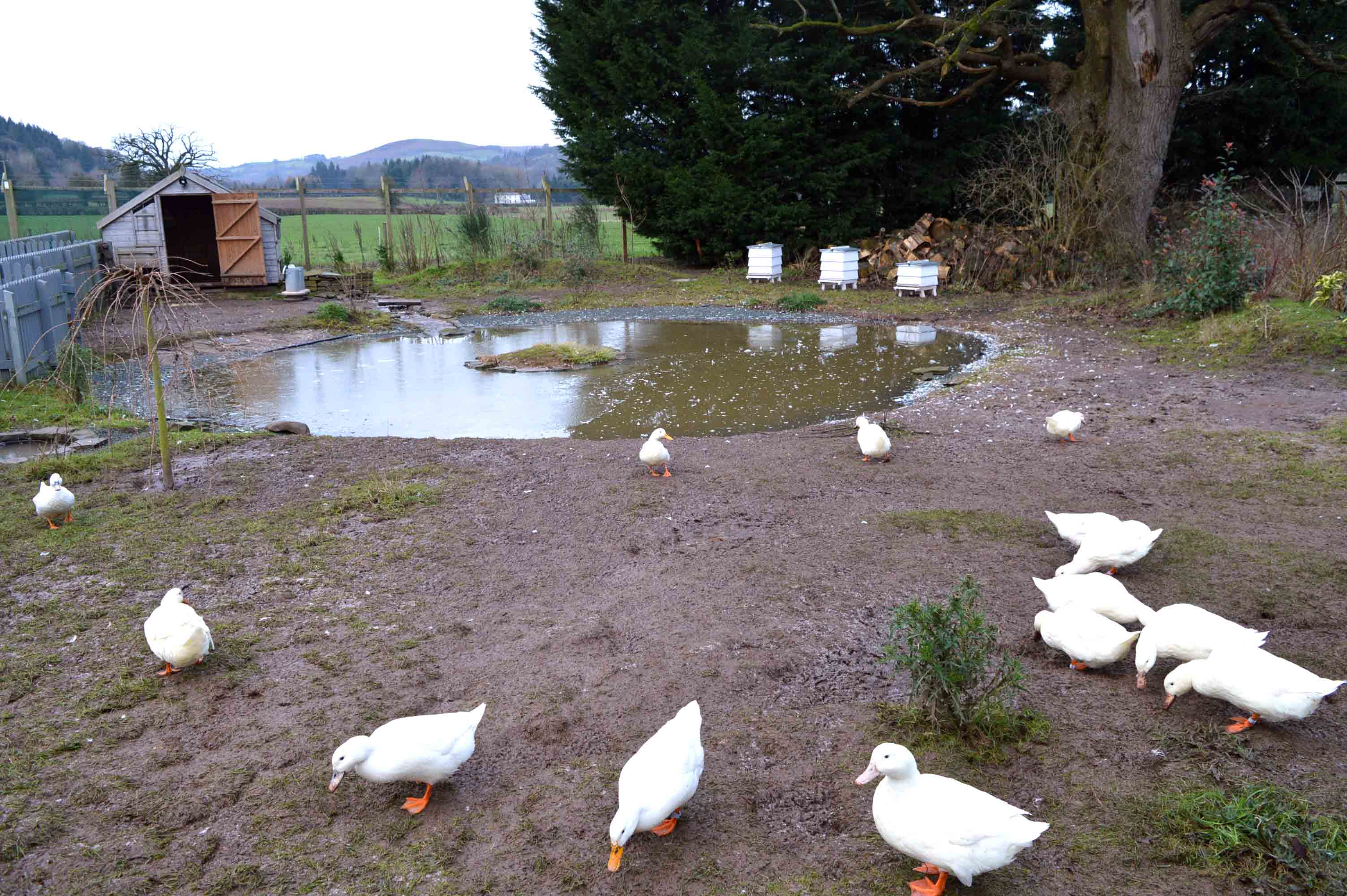Llangoed Hall Hotel Grounds