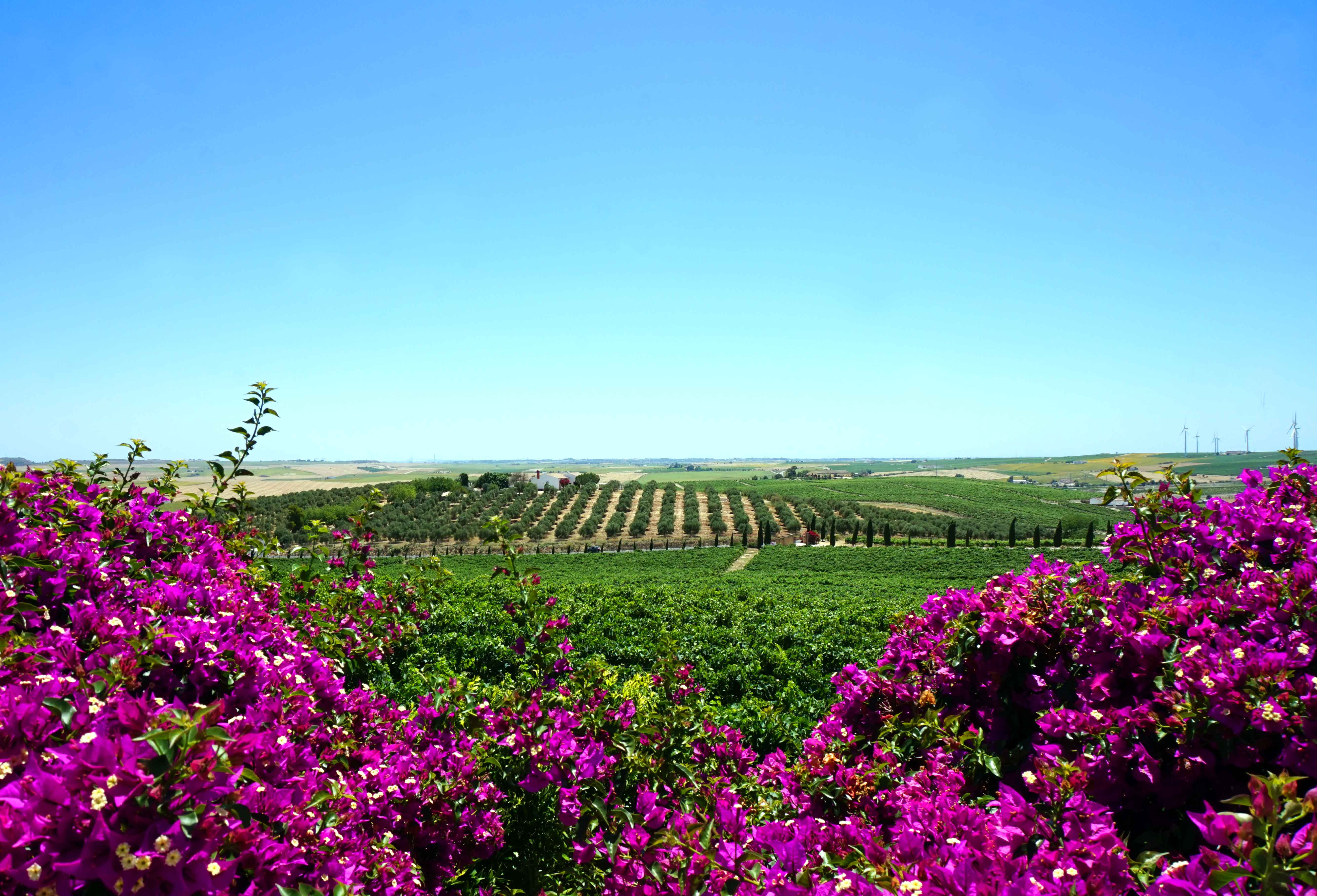 Spanish sun and a visit to Bodegas Luis Perez in Jerez de la Frontera
