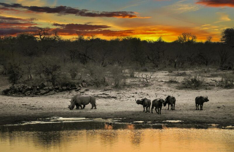 What to Expect on a Luxury South Africa Safari Adventure