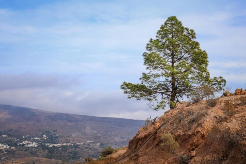 The Canary Islands for food-led travellers
